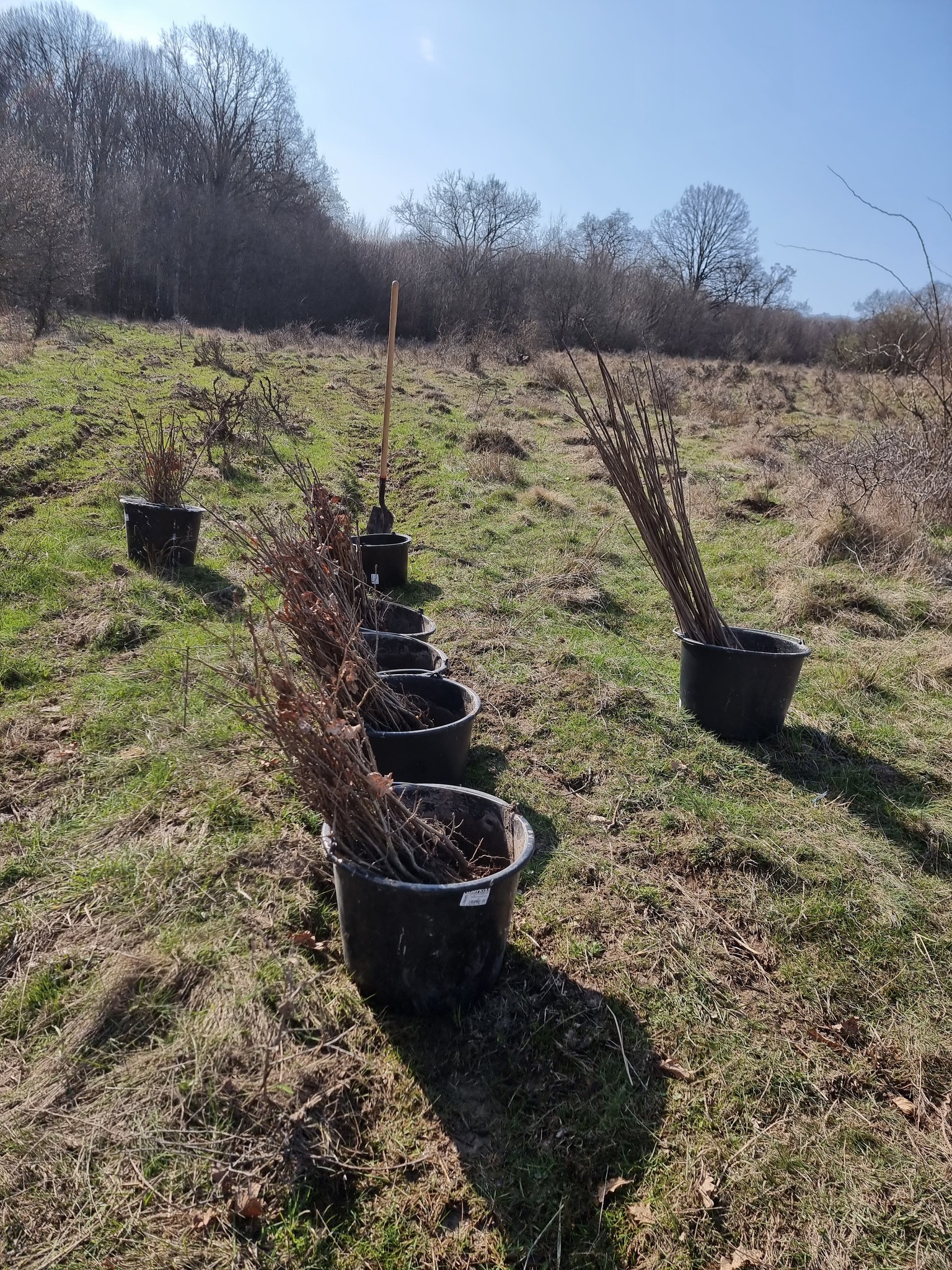 Plantare Hosman Preview 2